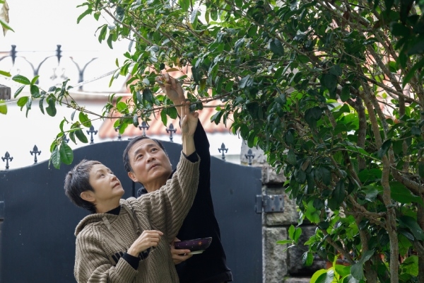 湯志偉家門前有2棵桂花樹，花開的時節，他和太太Juby會摘桂花釀桂花蜜。