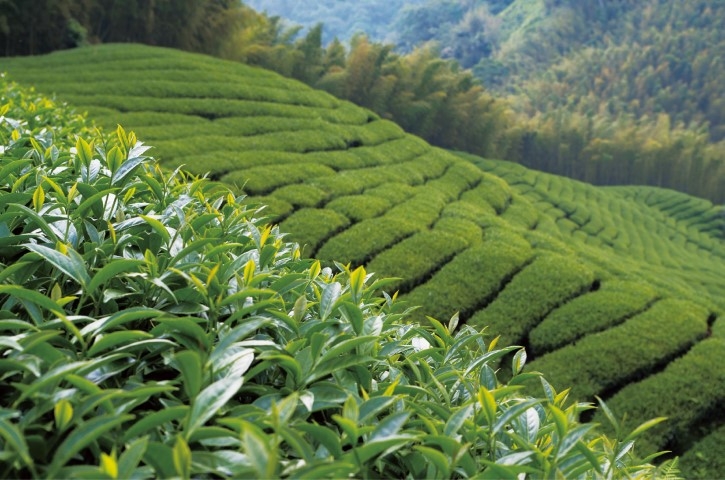可以將旅遊作為品茶的契機，在造訪各地景點時體驗當地產製的特色茶。