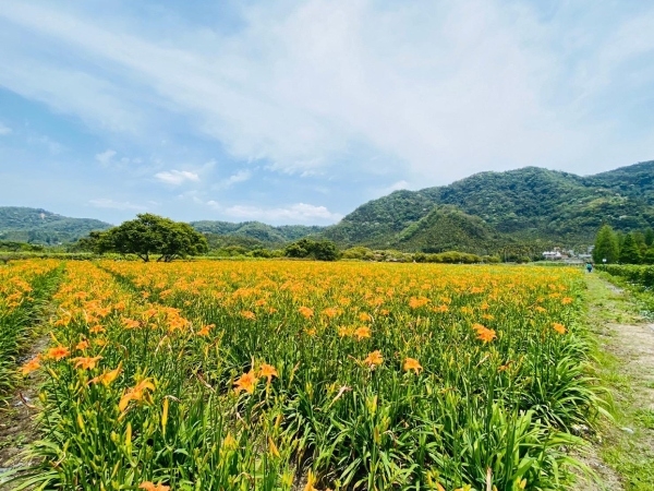 除了花東，日月潭也可以看到橙黃色的美麗金針花海。（出自台灣觀巴官網）