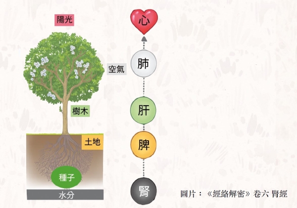 在中醫觀點裡，腎臟是生命的種子，接收和傳遞遺傳因子。先天若不良，就要靠後天吸收的營養來補足。（圖片來源：沈邑穎）