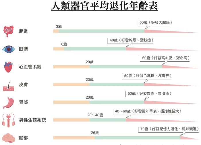 眼睛、腸胃、大腦幾歲開始變老?14種人體器官平均退化年齡表,掌握黃金時間提早預防_img_1