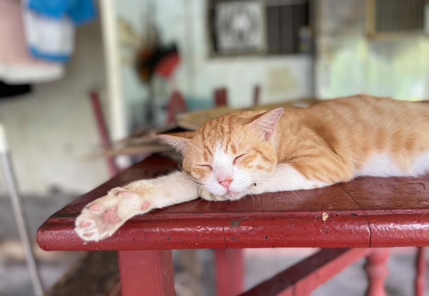 猴硐車站的貓村，隨處可見可愛的貓咪。（出自新北市政府）