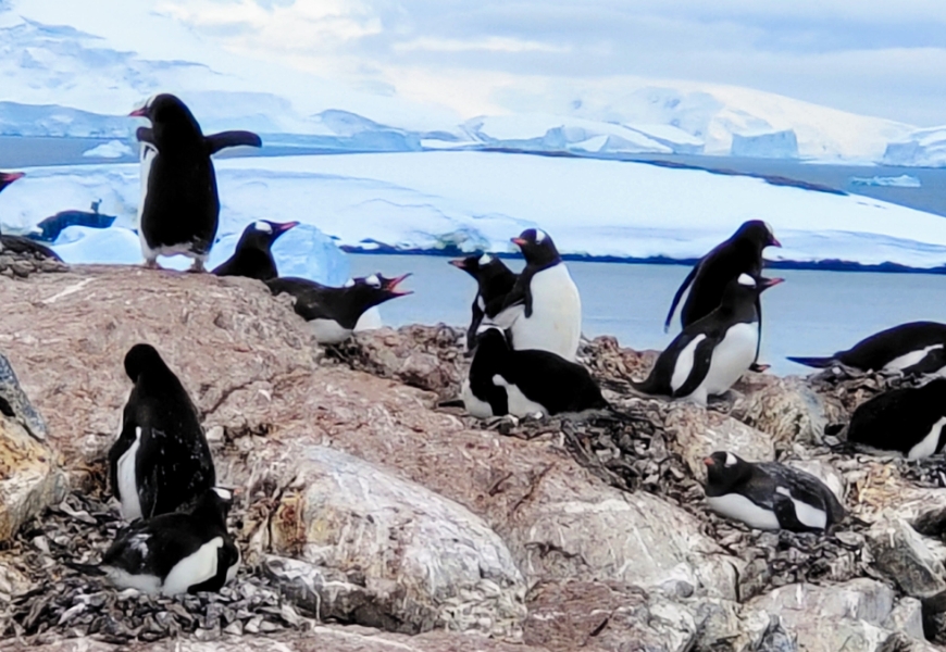 南極之旅的一大魅力，就是可以近距離觀察到可愛企鵝們的群聚模樣。