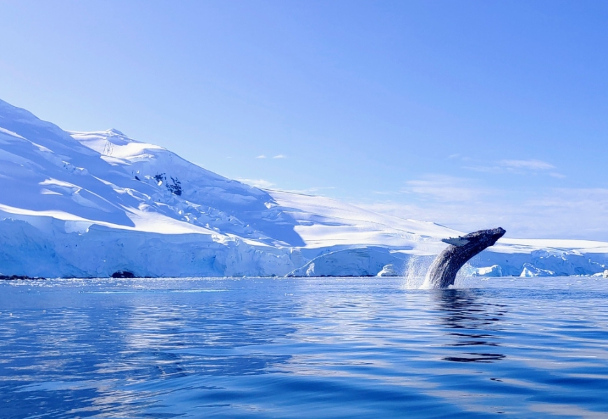 幸運拍攝到鯨魚躍出水面的畫面，是旅程中最大驚喜之一。