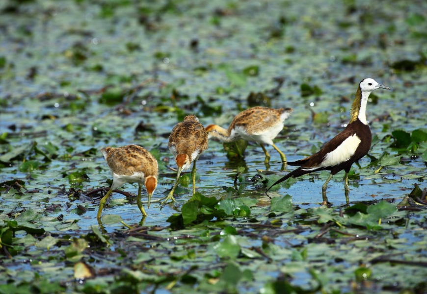 水雉生態教育園區可遠眺水雉，因距離較遠，建議攜帶望遠鏡。（出自台南市官田水雉生態教育園區FB）