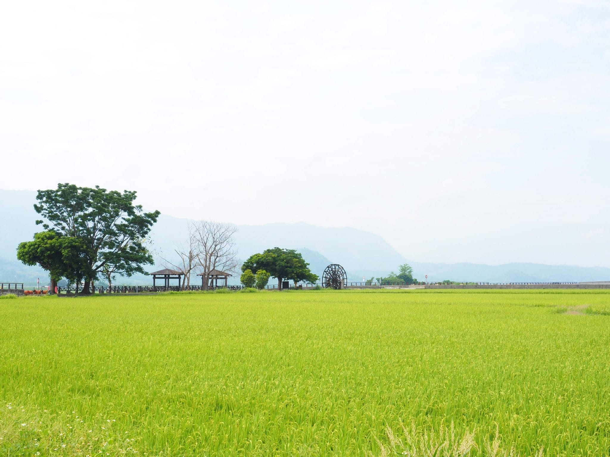 隨風搖曳的稻浪，是旅人到池上必拍的風景。（圖片來源：Cc Huang）