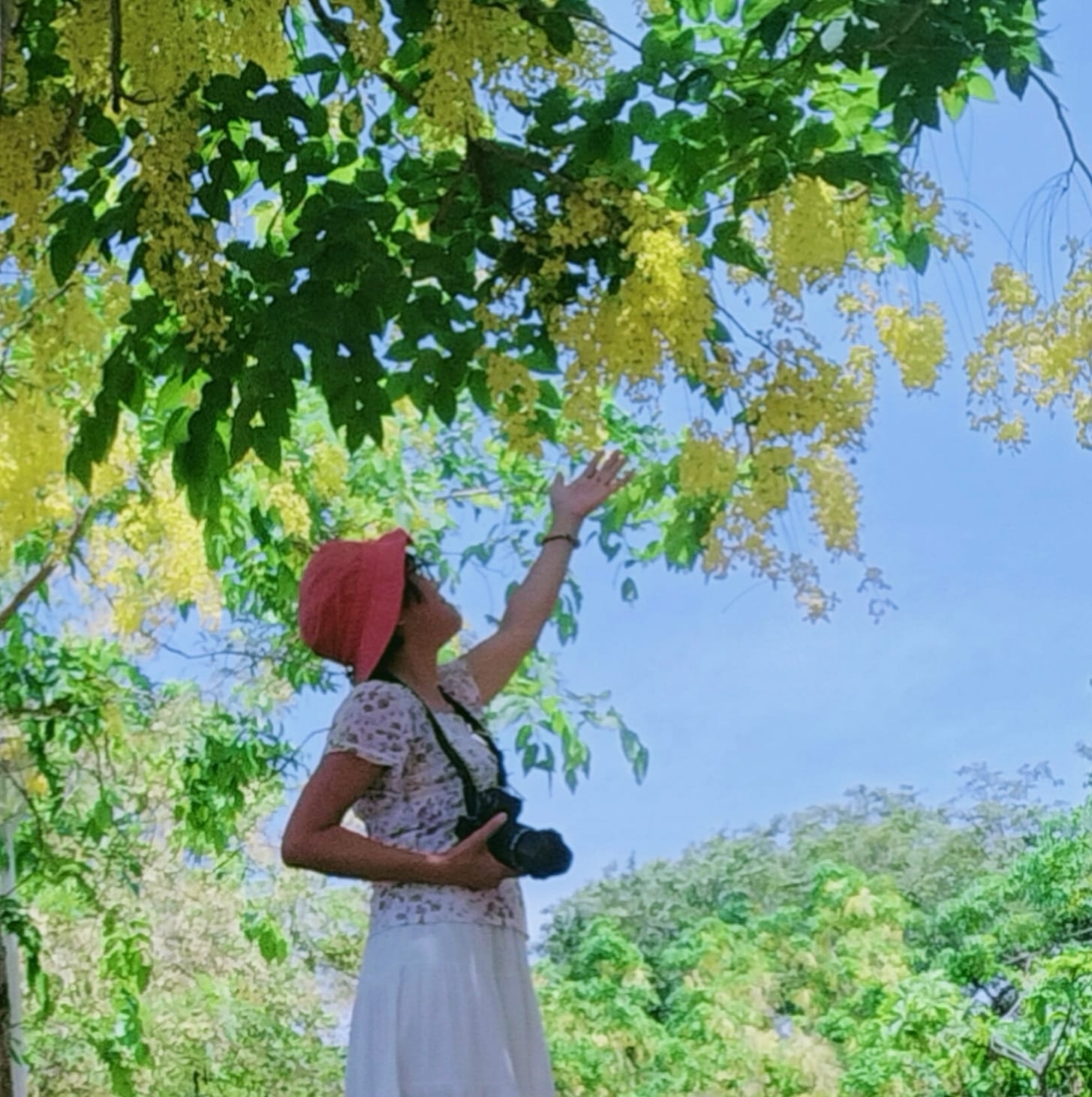 高雄捷運凱旋站2號出口旁的阿勃勒，金燦燦的花朵，彷彿能照亮幽暗的角落。（圖片來源：Cc Huang）