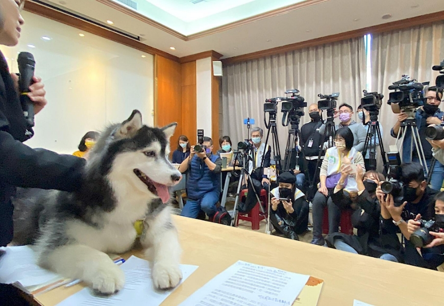 吉心常變身為記者會的最佳模特兒。何宗勳說，照顧吉心以後，他更能對飼主的心情感同身受，努力爭取更多動保政策。（圖片來源：何宗勳）