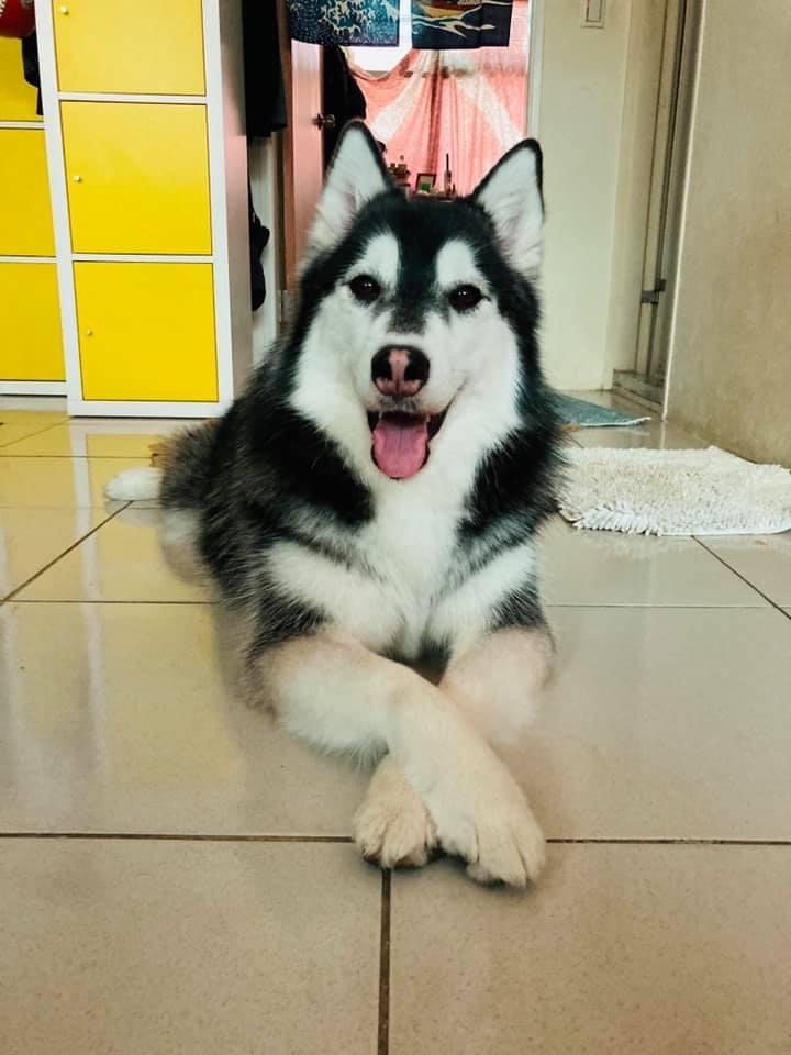 7歲的吉心，年齡已是人類的中年，性格也變得更沉穩了。（圖片來源：何宗勳）