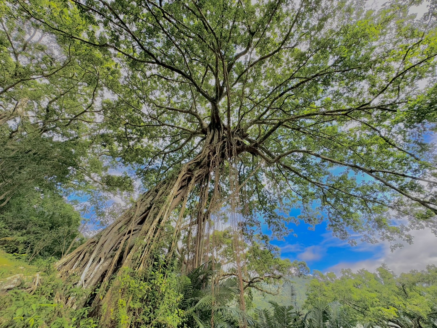 親近森林好處多多，除了增進健康，也更認識生態之美。（出自台灣山林悠遊網）