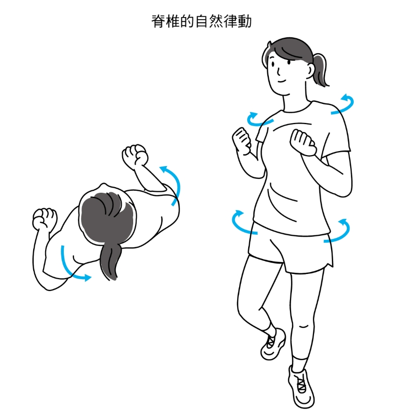 脊椎的自然律動來自落腳的向內推力產生扭動。（圖片來源：《脊慢跑》）