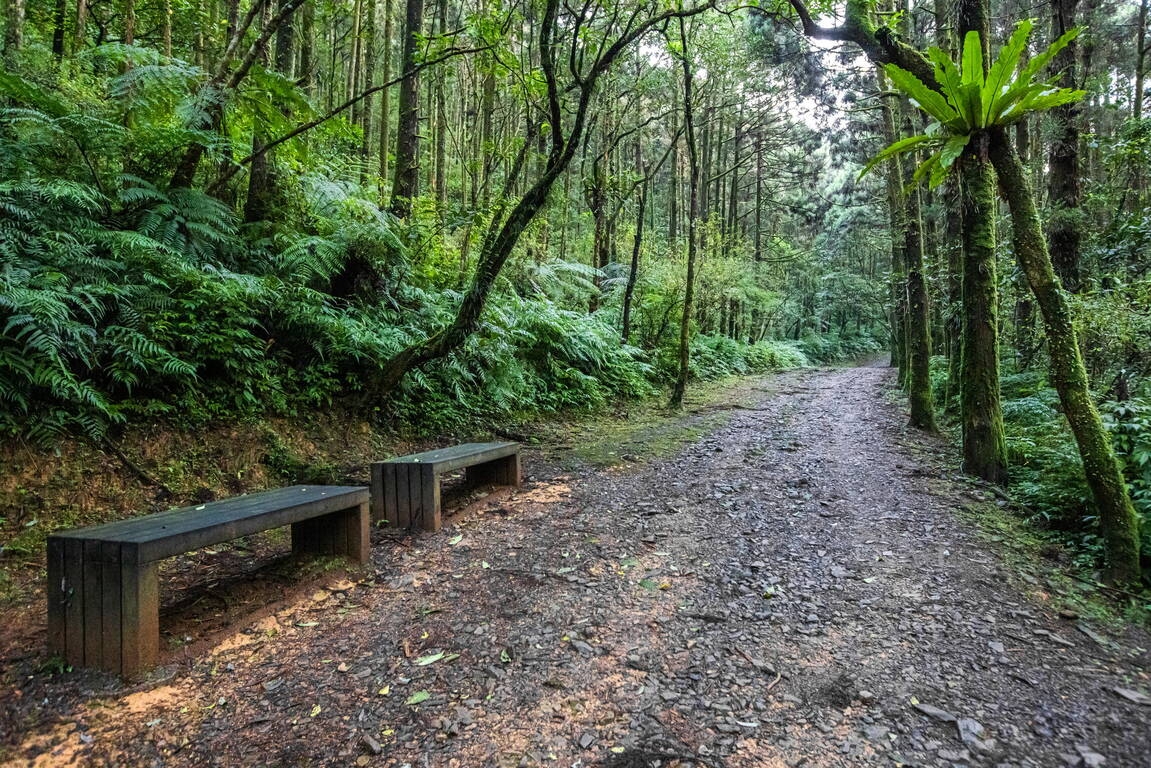 坪溪古道沿途多有綠蔭，夏日健走清涼暢快。（出自新北市觀光旅遊網） 