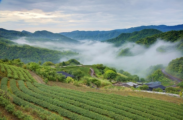 清晨的坪林茶園，雲霧縹緲，空氣清新，令人心曠神怡。（ Shutterstock）