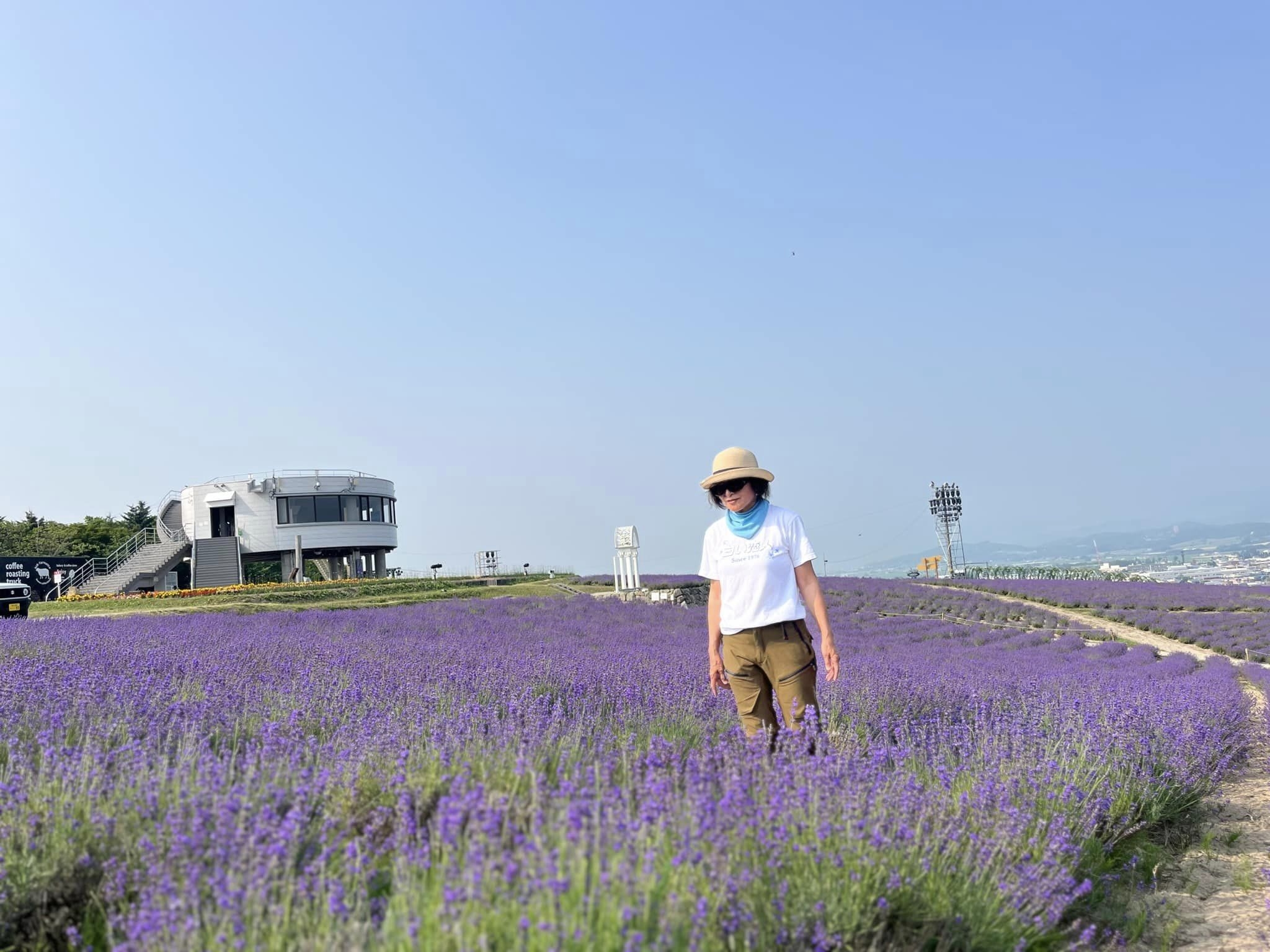 富良野的整片薰衣草。