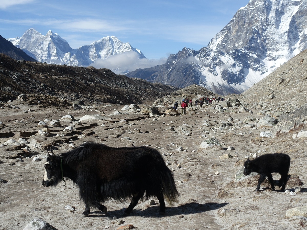 在路上慢慢踱步的氂牛們，也是可愛的風景之一。