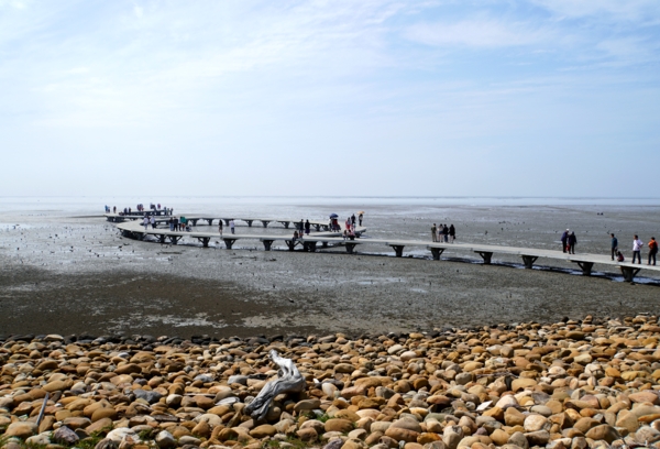 香山濕地賞蟹步道，退潮時可清楚看見招潮蟹的身影。（出自新竹市政府） 