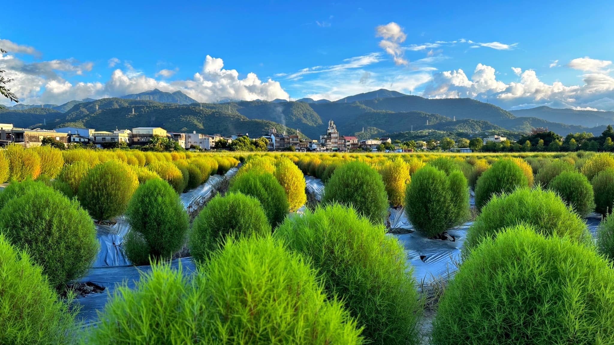 圓滾滾的波波草，模樣討喜。（出自幸福冬山臉書粉專） 