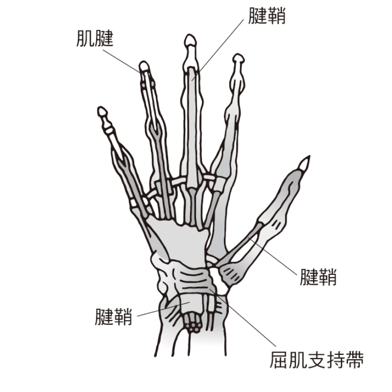 （圖片來源：《一本終結！關節痛養護大全》）