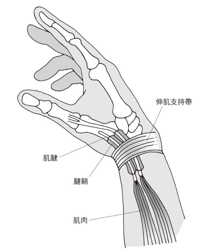（圖片來源：《一本終結！關節痛養護大全》）