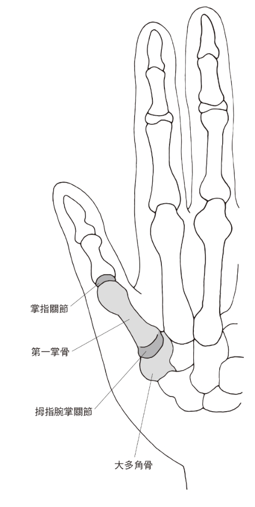 （圖片來源：《一本終結！關節痛養護大全》）
