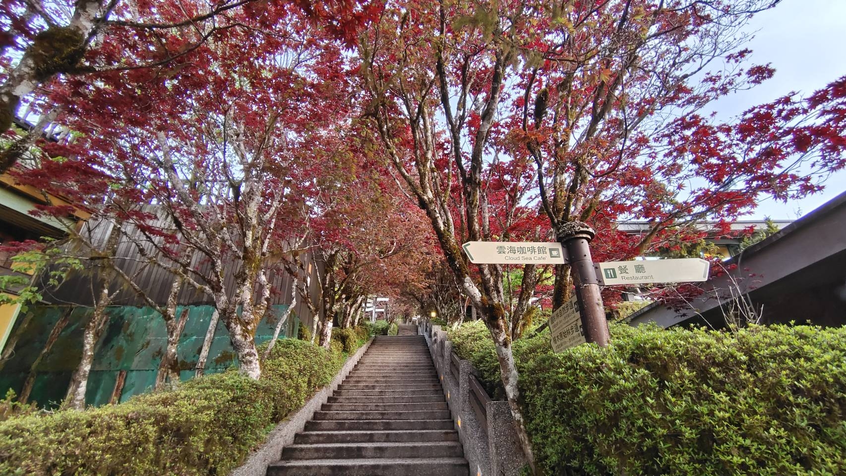 在太平山森林遊樂區，從春天到秋天都有不同類型的紅葉可賞。（出自園區官網） 