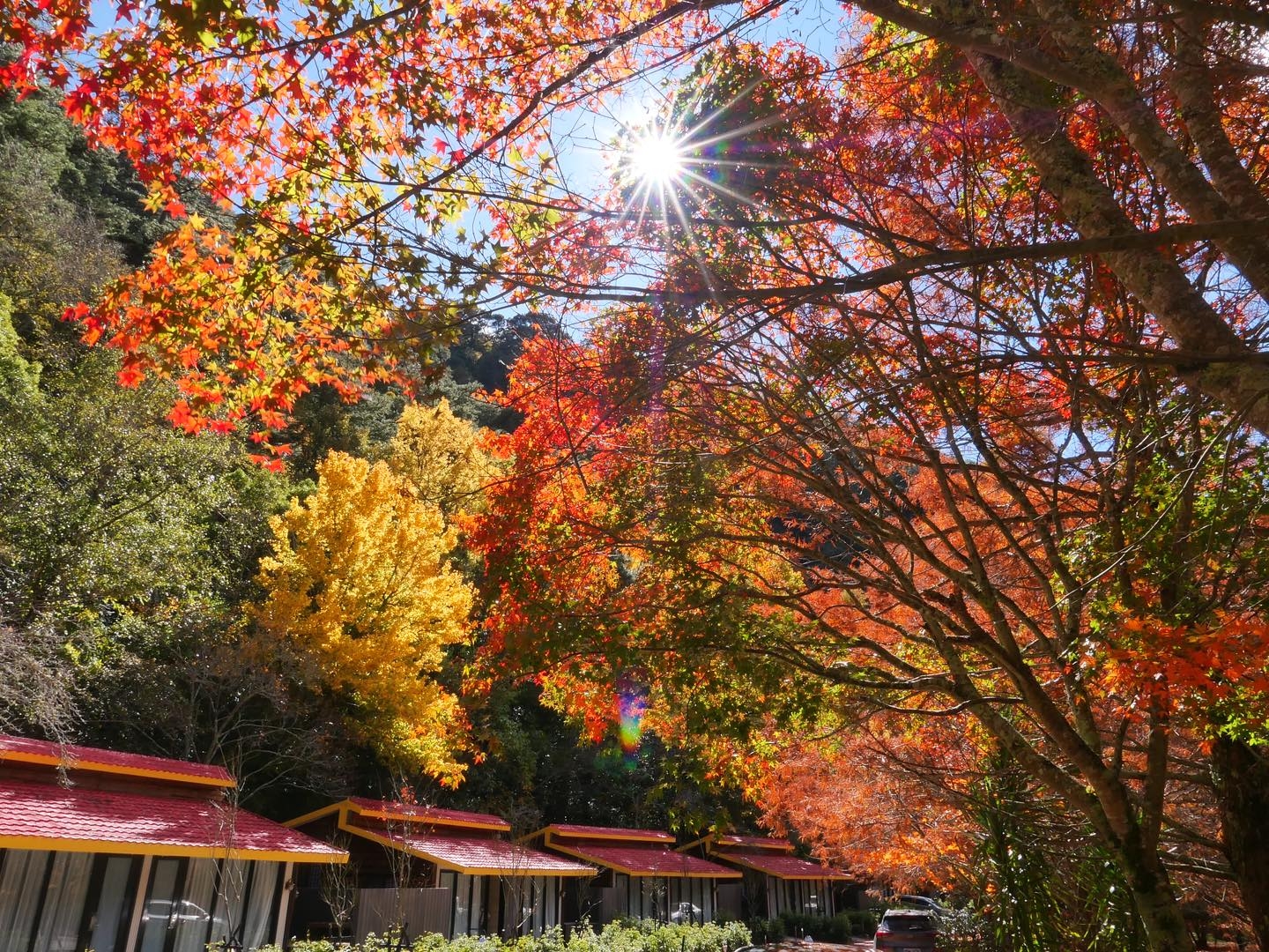 武陵農場是全台知名的紅葉景點之一，風景美不勝收。（出自武陵農場FB粉絲專頁）