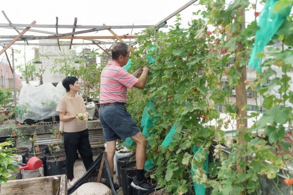 屋頂菜園一隅，社區農夫正在修剪枝椏。