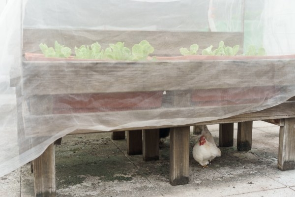 屋頂菜園不只種菜，還養了幾隻雞。
