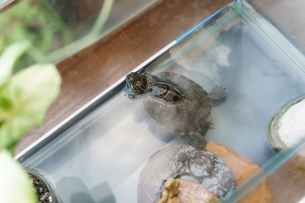 家中養烏龜，失智者躁動的時候，可以餵烏龜轉移注意力。