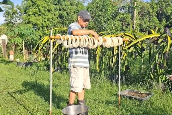 在陽光下曬冬瓜，可製成蔭冬瓜，用於煮雞湯、蒸魚等。