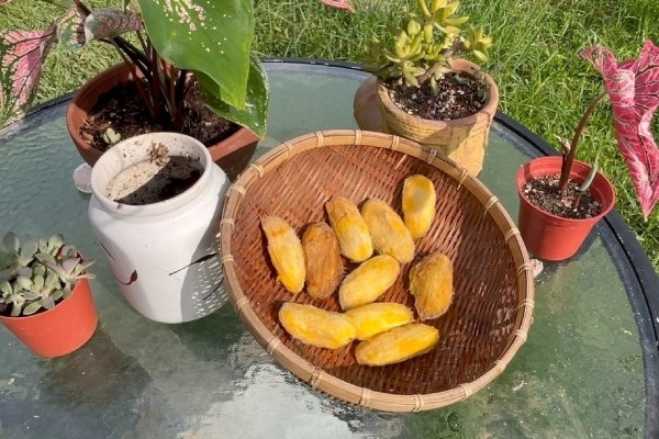 芒果吃完後，芒果核可拿來育苗。