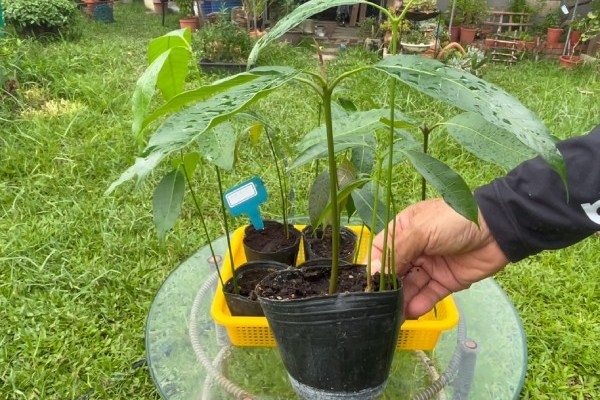 芒果核育苗成功，成就感十足！