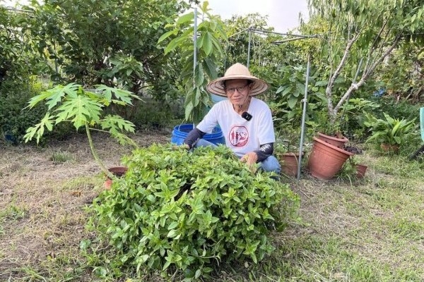 自己種仙草，長得好茂盛。