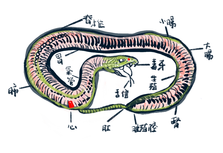 為了克服恐懼，龍應台特地練習手繪畫蛇，學習了解與我們不同的生物。（時報出版提供）