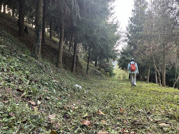為了和《50+》讀者分享爸爸送的3,000多棵樹，林宜平和先生特地回鹿谷「取景」。左為台灣杉。（林宜平提供）