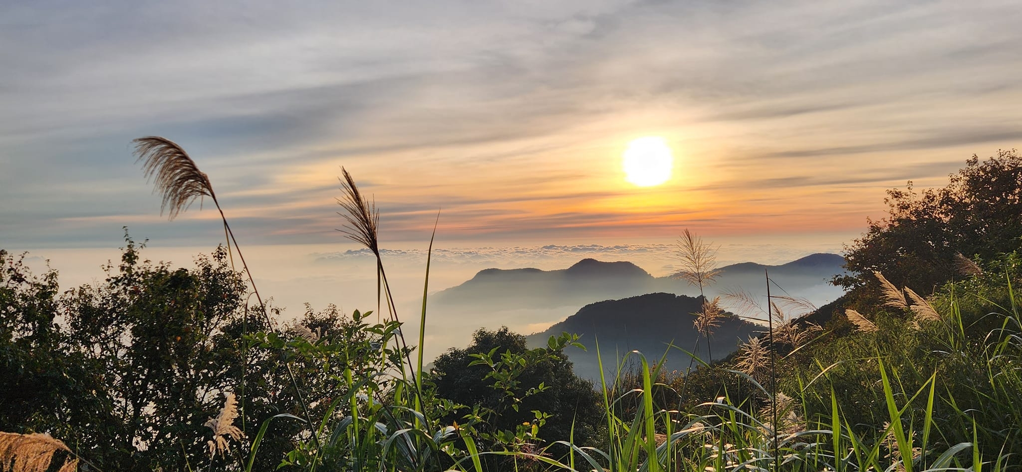 阿里山森林遊樂區可以欣賞雲海，感受山林之美。（出自阿里山森林遊樂區粉專） 