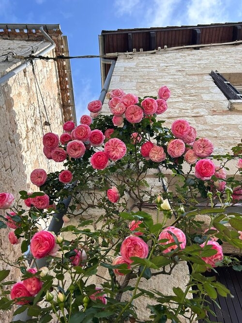 路邊盡情綻放的粉色玫瑰。 