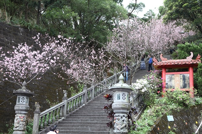 碧山巖除了廟宇建築壯麗精緻，也是著名的櫻花景點。（出自內湖碧山巖臉書專頁）