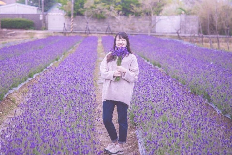 向陽農場種植各式豐富花卉，而4月就是薰衣草盛開的旺季。（出自向陽農場FB） 