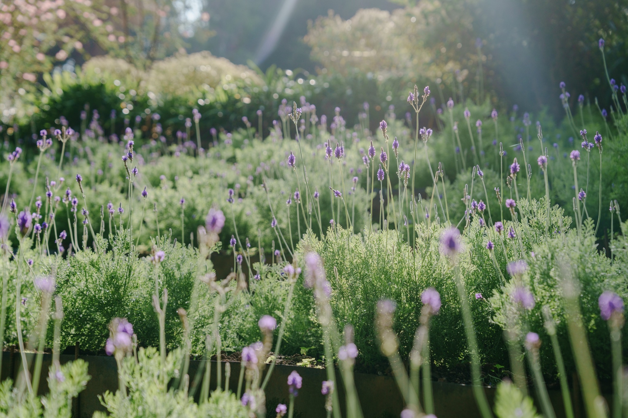薰衣草森林是最早開始推廣種植薰衣草的主題園區之一，園區內規劃也相當完善。（出自薰衣草森林官網） 