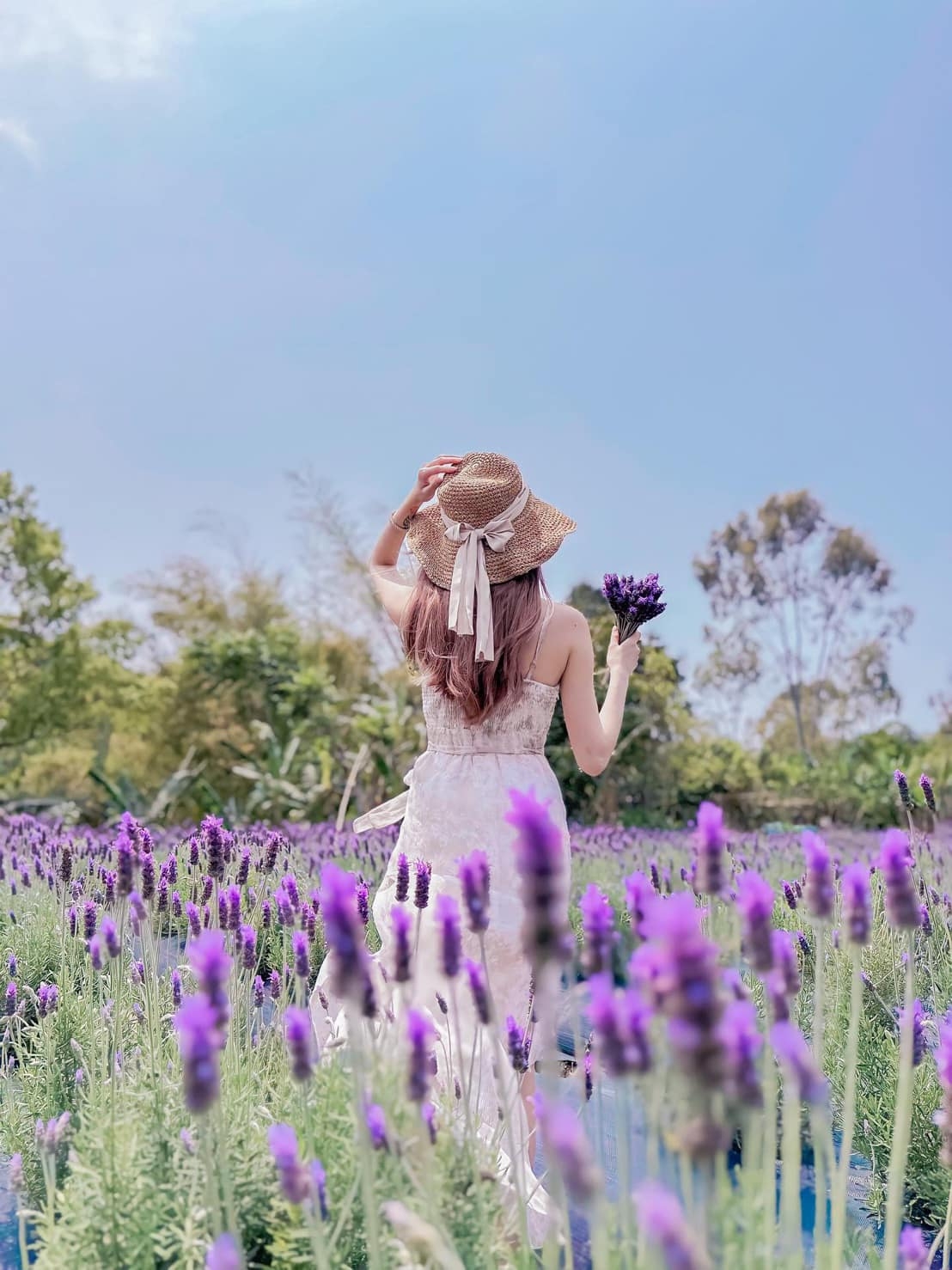 葛瑞絲香草花田是台灣規模最大的薰衣草花田，並改良更適合台灣生長的薰衣草品種（出自葛瑞絲香草花田粉絲專頁） 