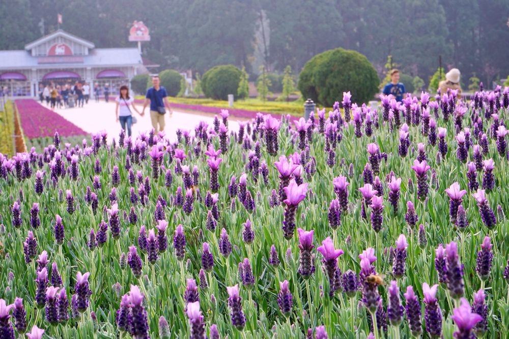 知名主題樂園九族文化村，每年3～4月都會舉辦薰衣草主題活動。（出自九族文化村官網） 