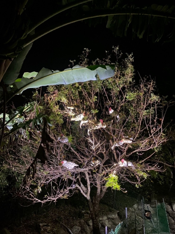 第一次見識到滿滿一樹的雞。數數看，總共有幾隻？