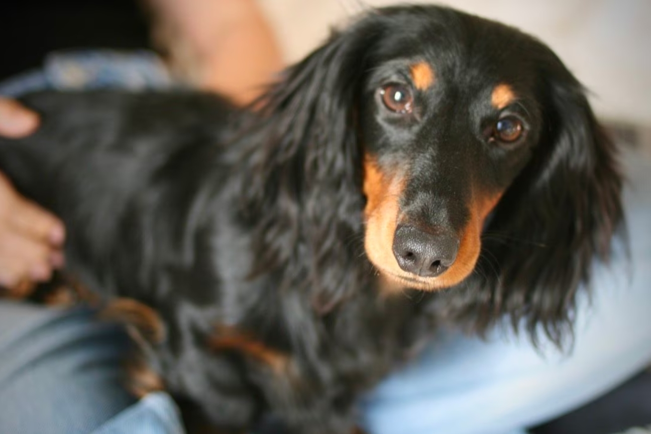 辻仁成的愛犬「三四郎」。 