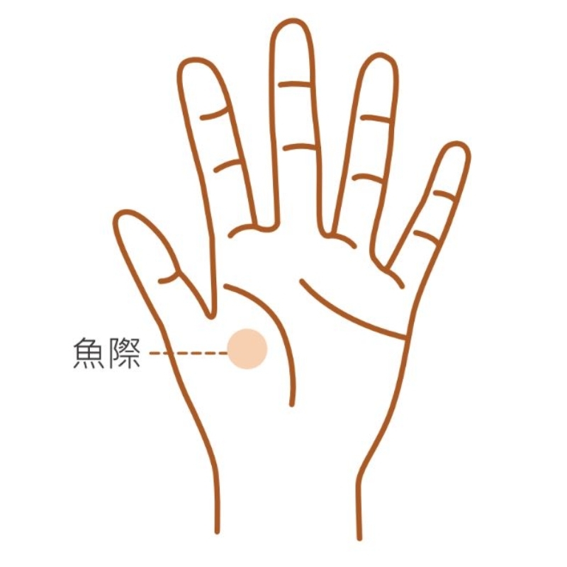 魚際穴位於大拇指根部，形似魚腹邊緣，左右手各一。（時報出版提供）