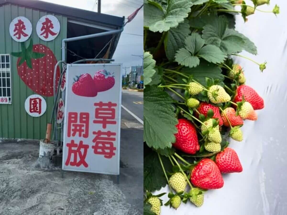 全台7家草莓園｜新竹 來來草莓園