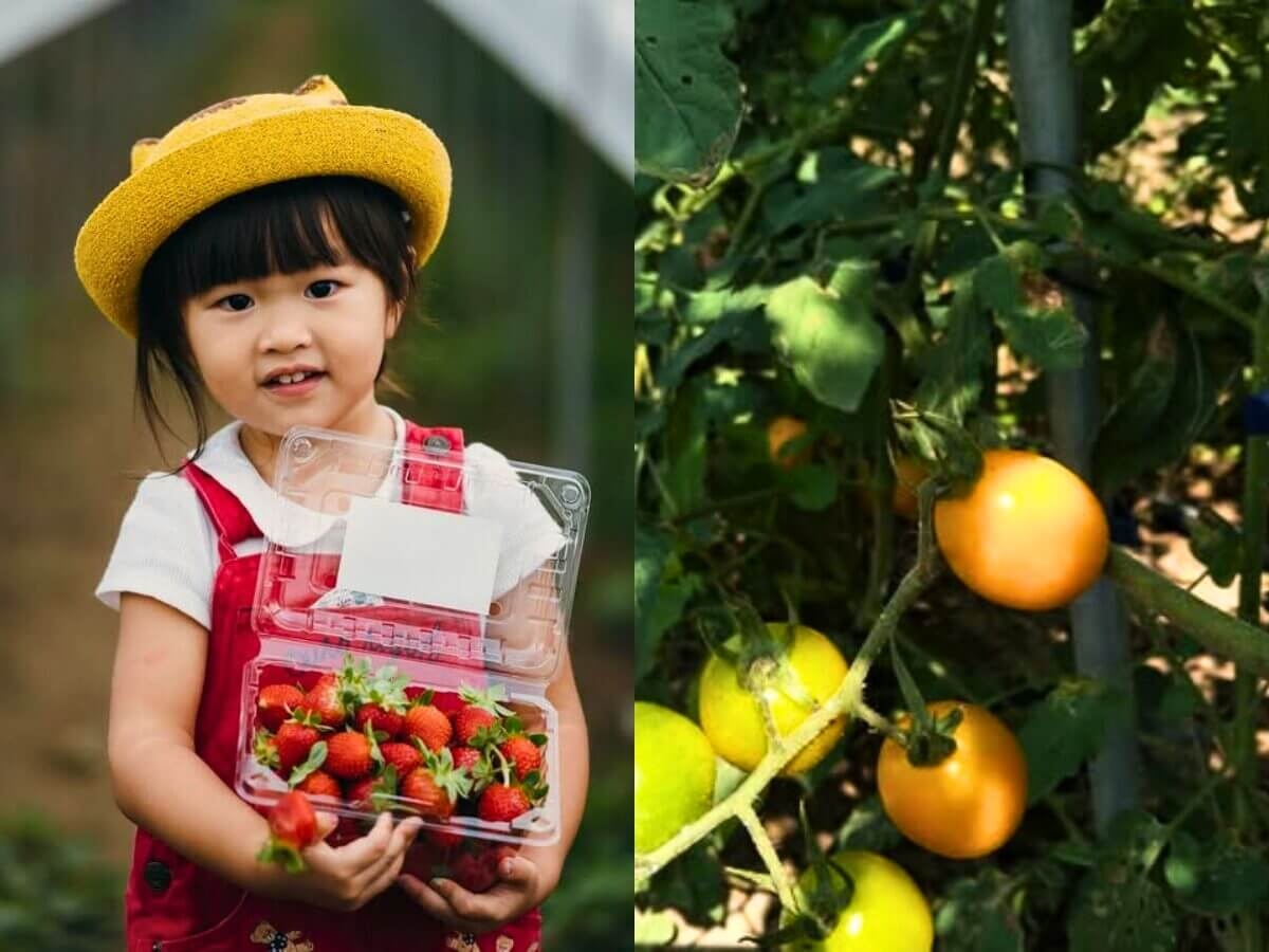 全台7家草莓園｜台南 開心有機農場
