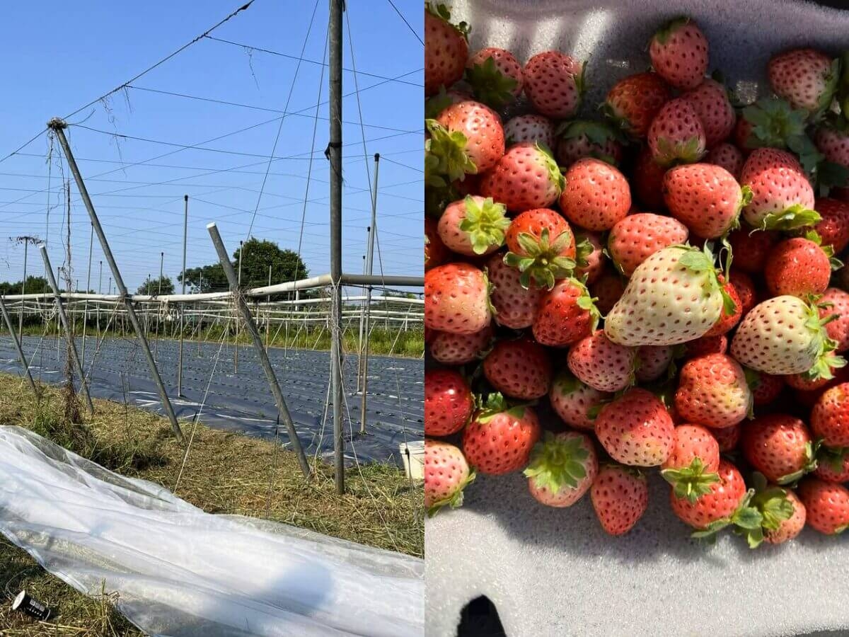 全台7家草莓園｜高雄 昱禾樂生態有機農場