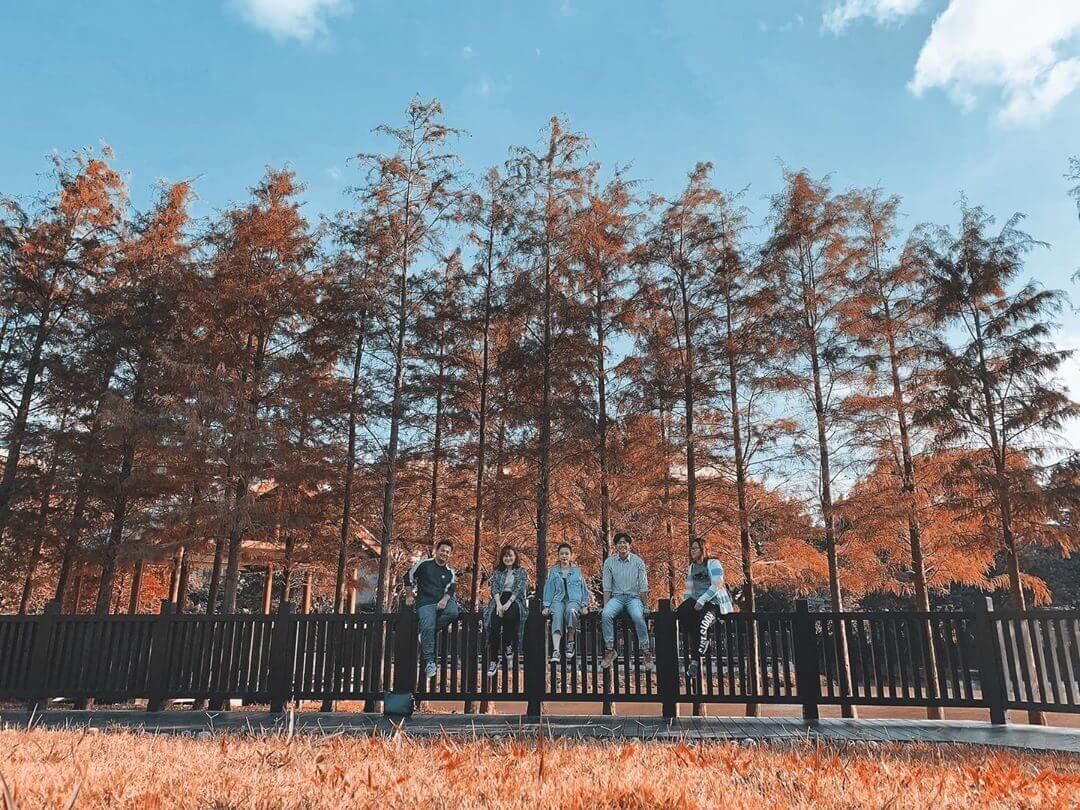 台北落羽松 故宮原住民公園
