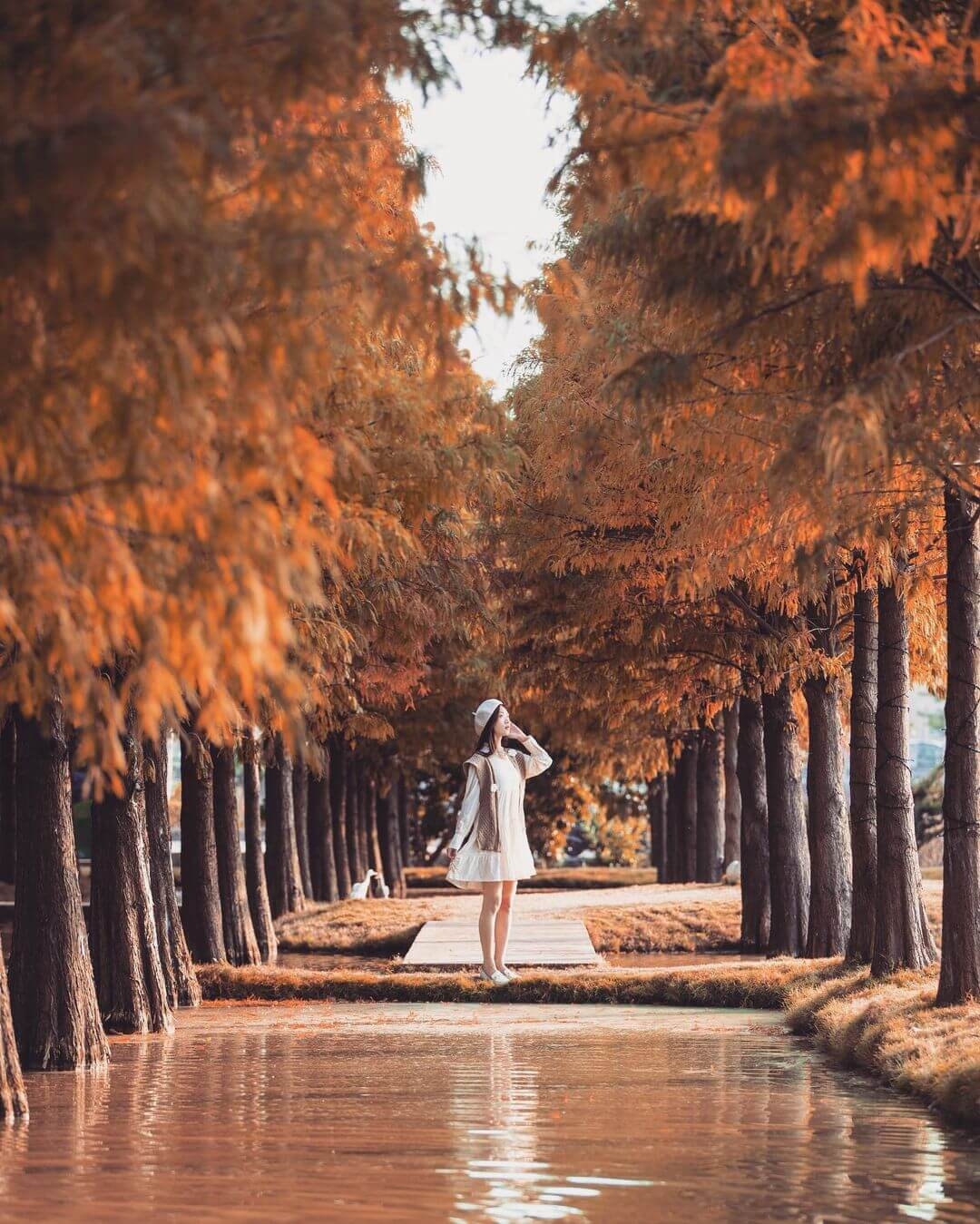 雲林落羽松 堀頭里落羽松園區